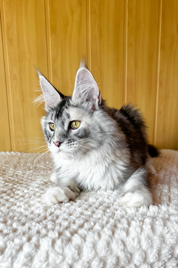 Italy | Maine Coon Kitten