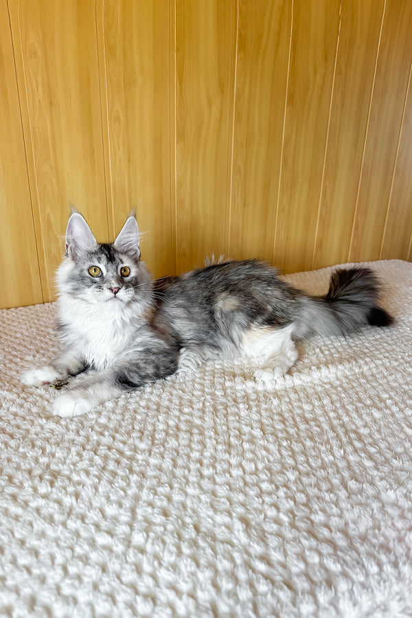 Italy | Maine Coon Kitten
