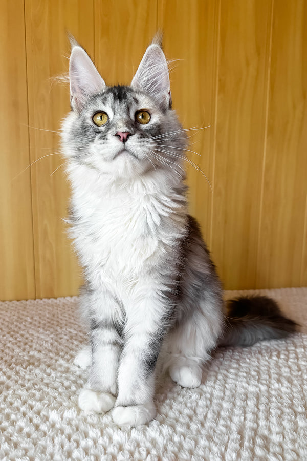 Italy | Maine Coon Kitten