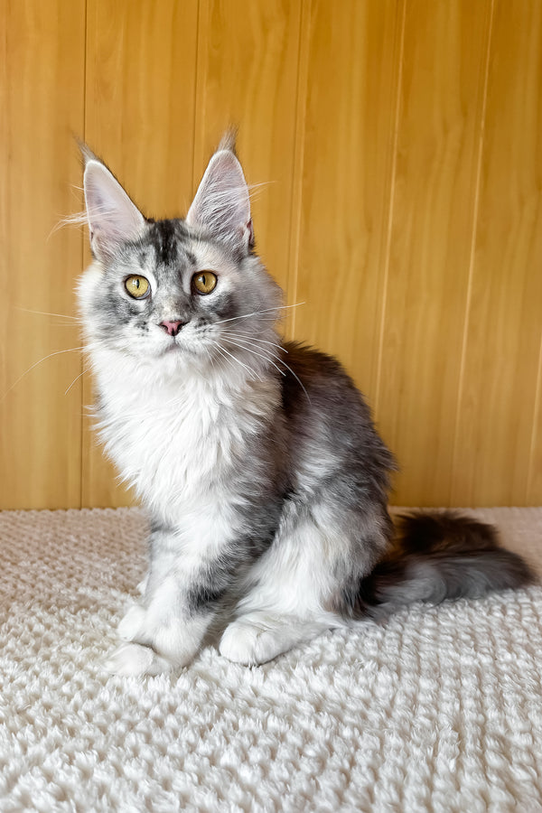 Italy | Maine Coon Kitten