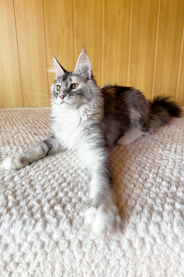 Italy | Maine Coon Kitten