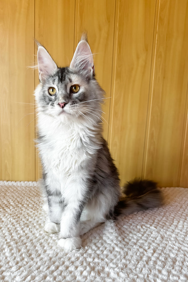 Italy | Maine Coon Kitten