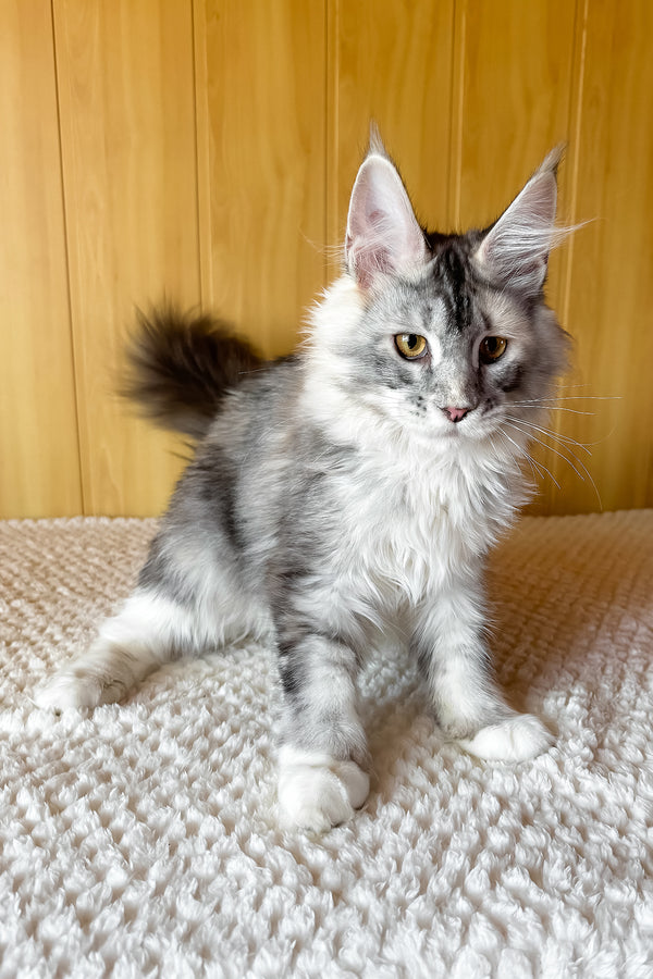 Italy | Maine Coon Kitten