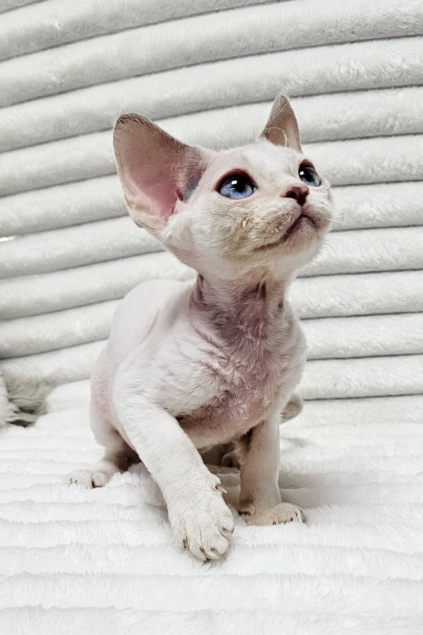 Ivan | Devon Rex Kitten