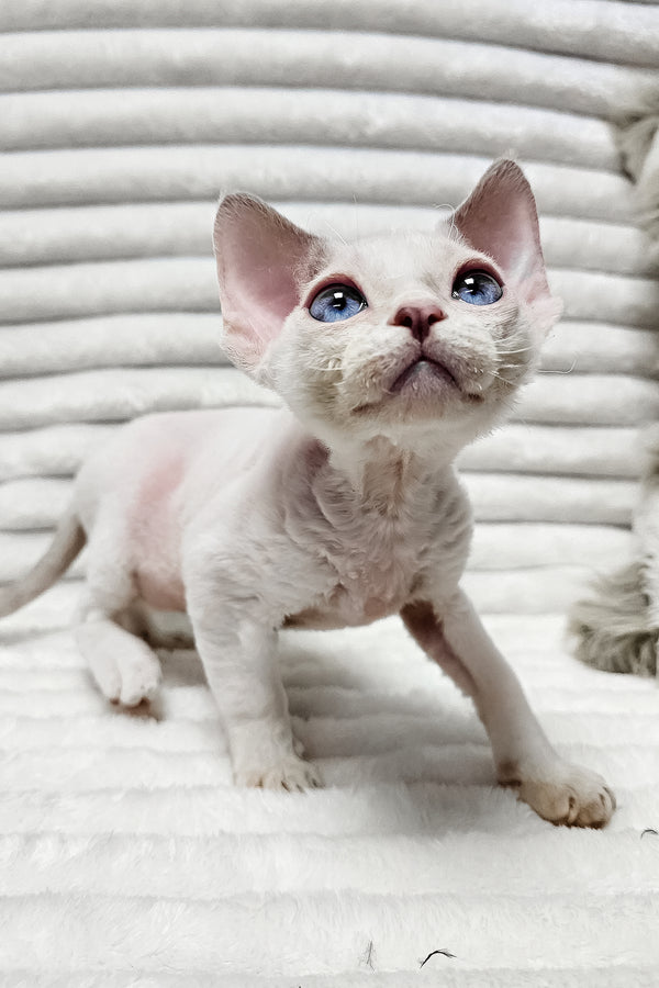 Ivan | Devon Rex Kitten