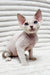 Ivan | Devon Rex Kitten