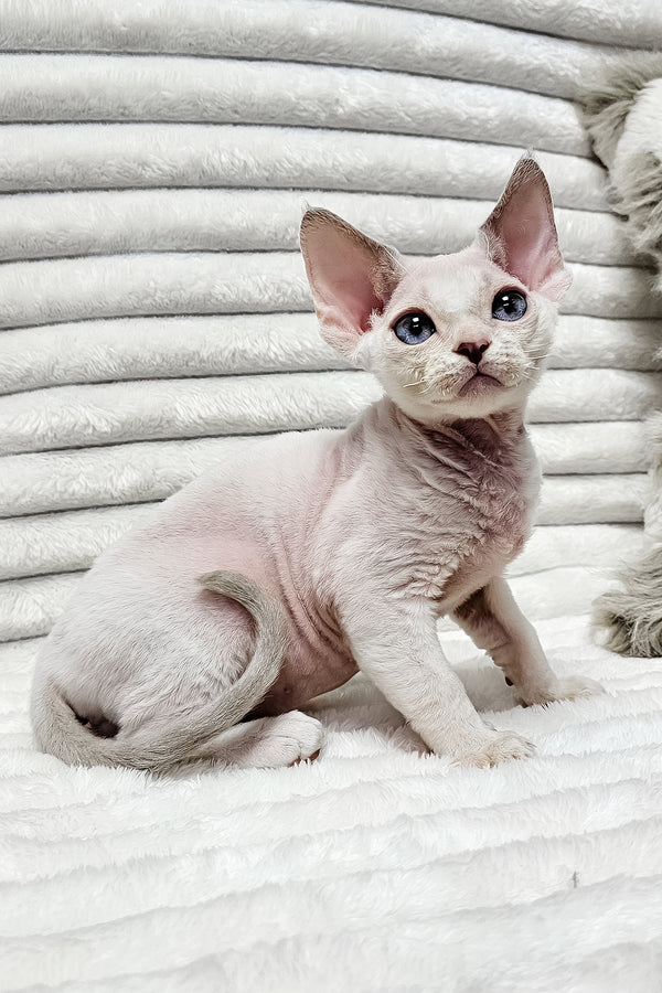 Ivan | Devon Rex Kitten