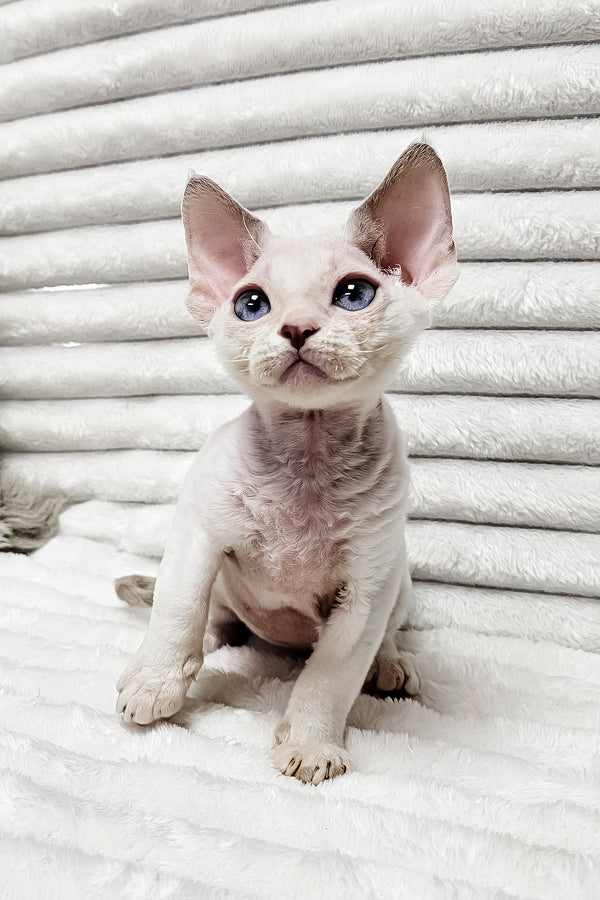 Ivan | Devon Rex Kitten