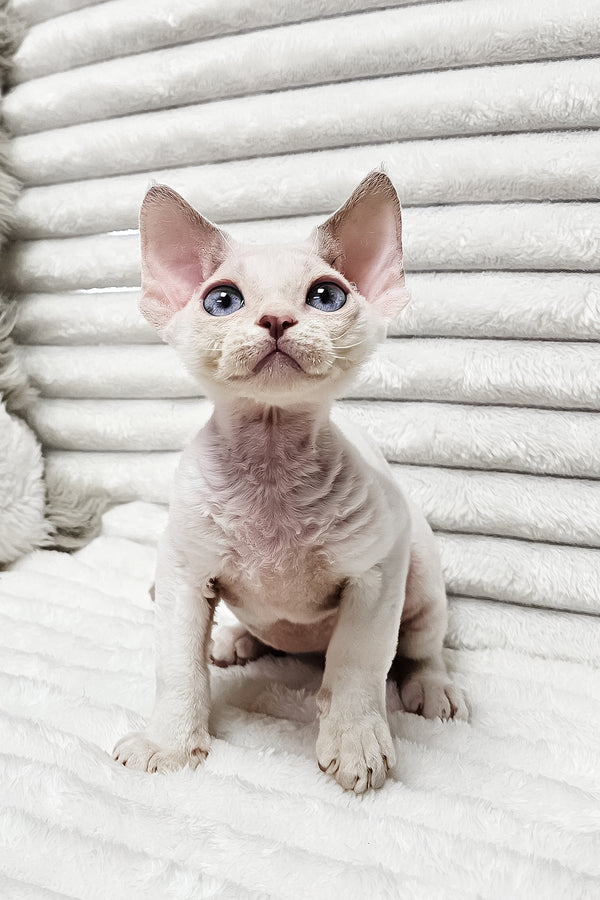 Ivan | Devon Rex Kitten