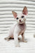 Ivan | Devon Rex Kitten
