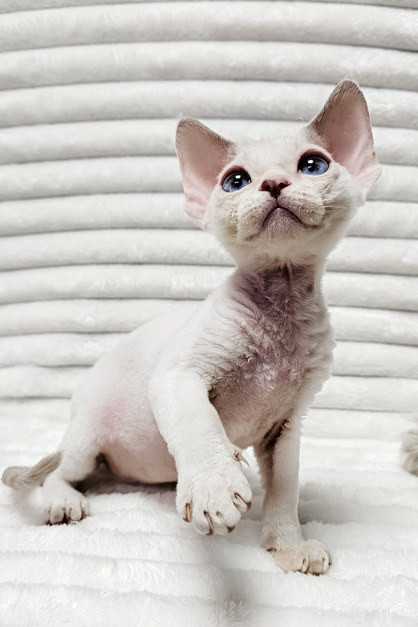 Ivan | Devon Rex Kitten