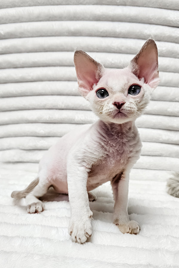 Ivan | Devon Rex Kitten