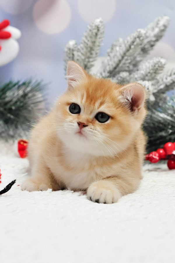 Ivanka | British Shorthair Kitten