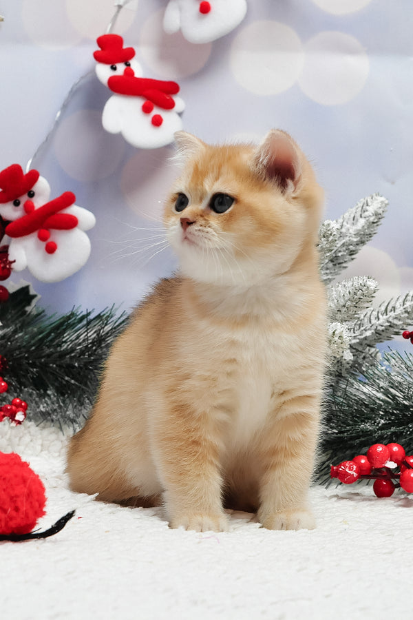 Ivanka | British Shorthair Kitten