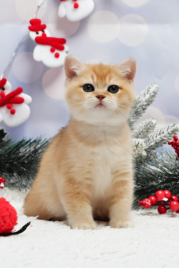 Ivanka | British Shorthair Kitten