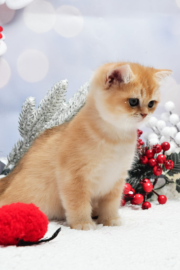 Ivanka | British Shorthair Kitten