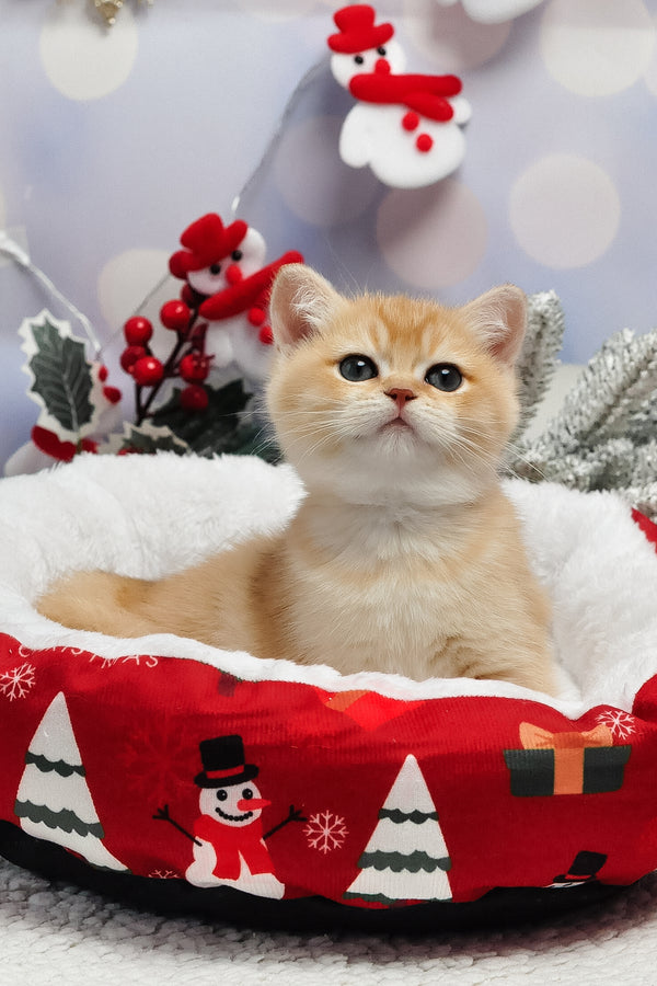 Ivanka | British Shorthair Kitten