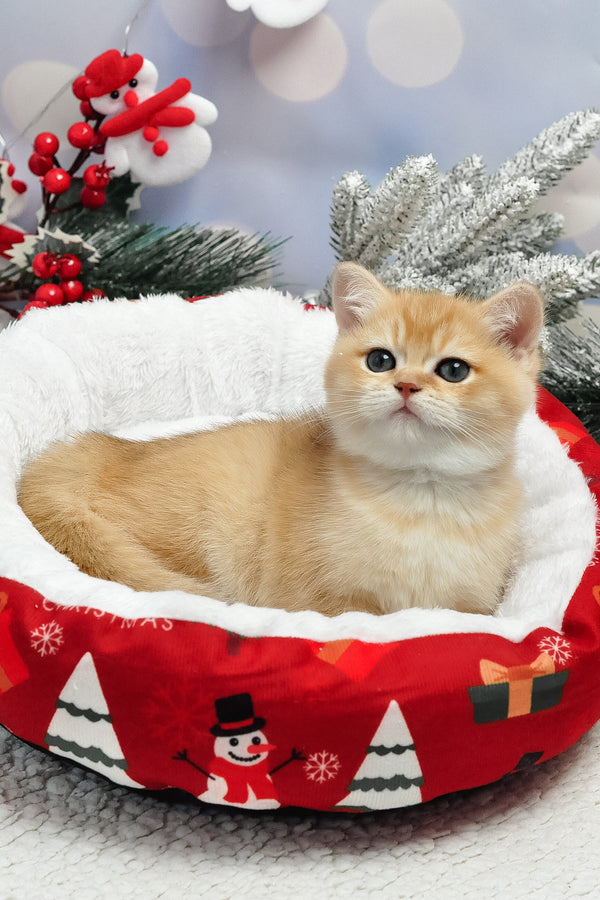 Ivanka | British Shorthair Kitten