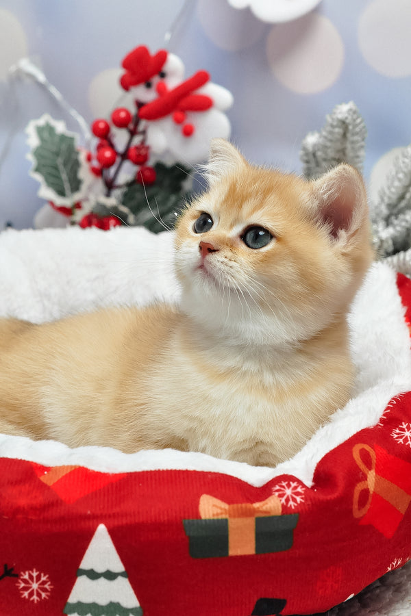 Ivanka | British Shorthair Kitten