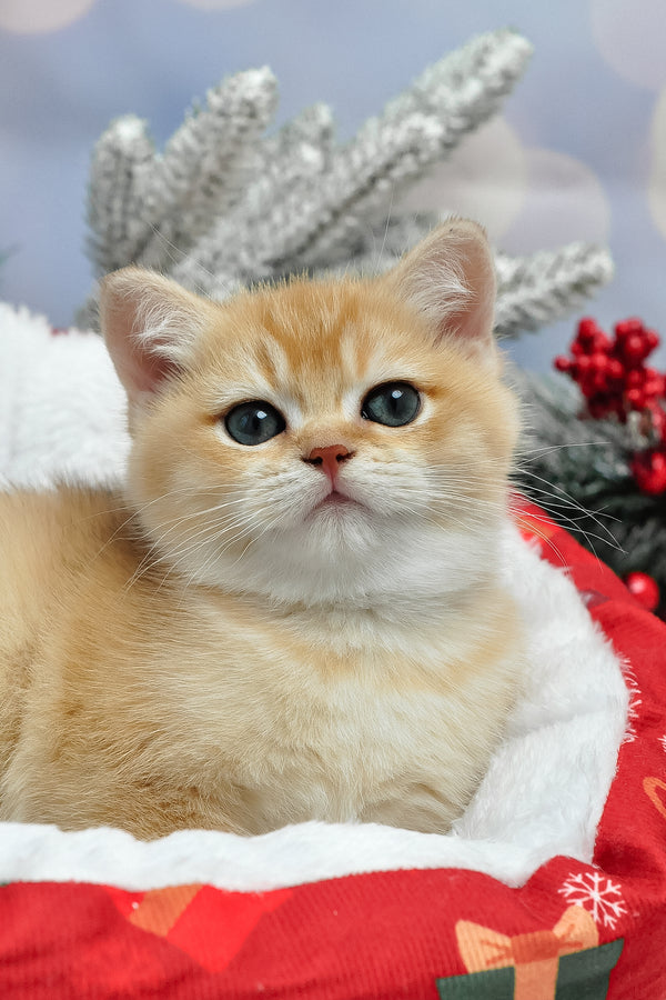 Ivanka | British Shorthair Kitten