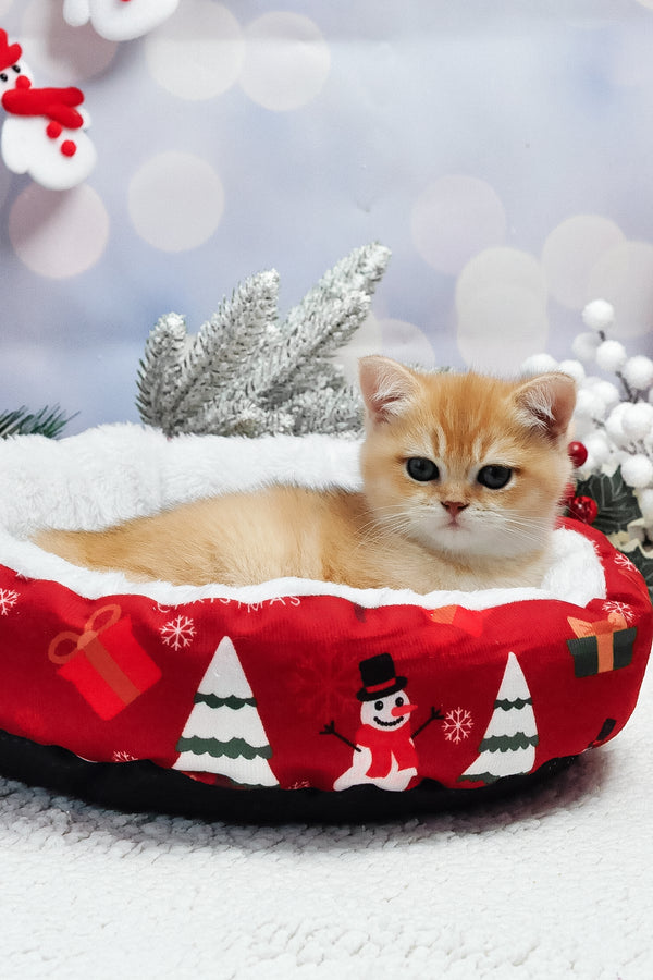 Ivanka | British Shorthair Kitten