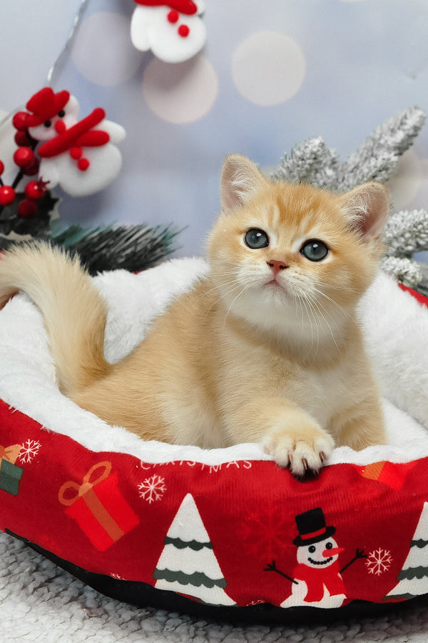 Ivanka | British Shorthair Kitten