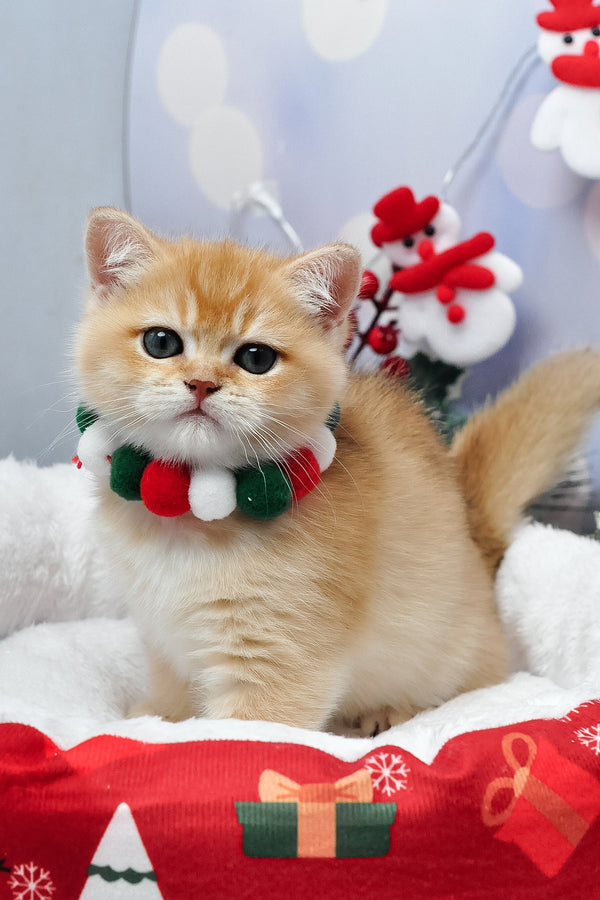 Ivanka | British Shorthair Kitten