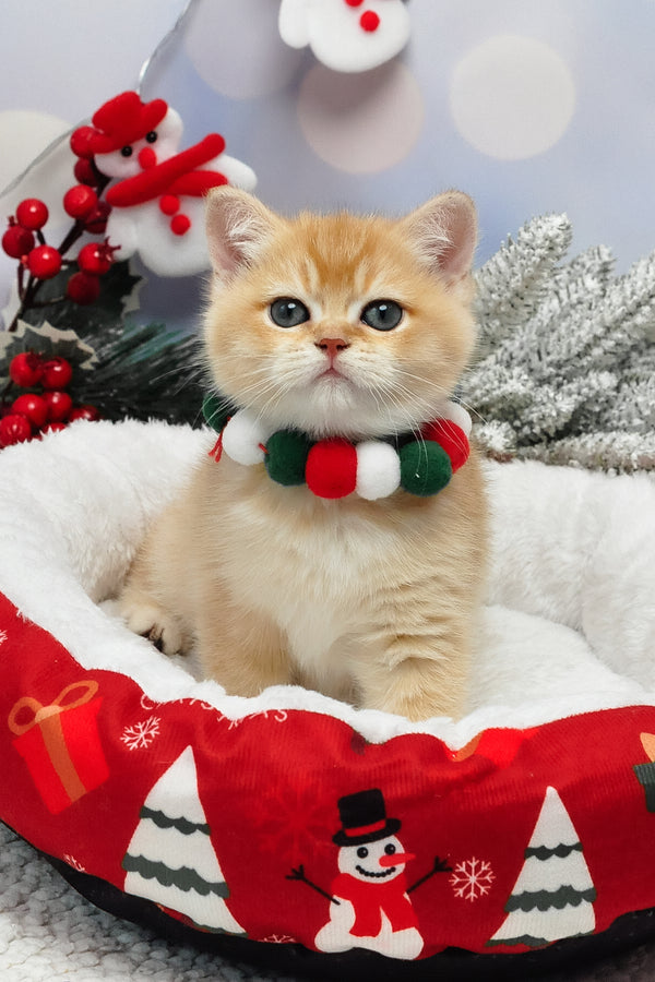 Ivanka | British Shorthair Kitten