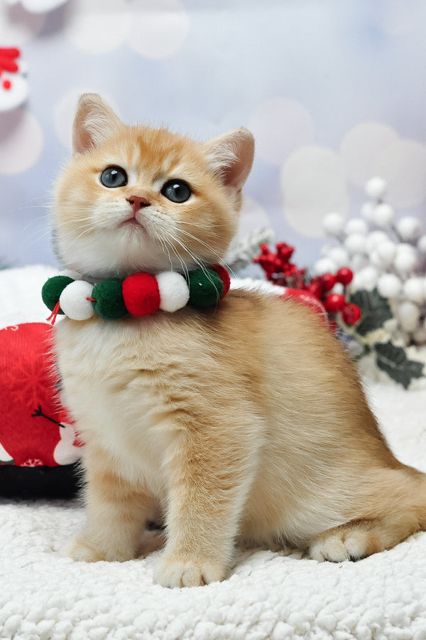 Ivanka | British Shorthair Kitten