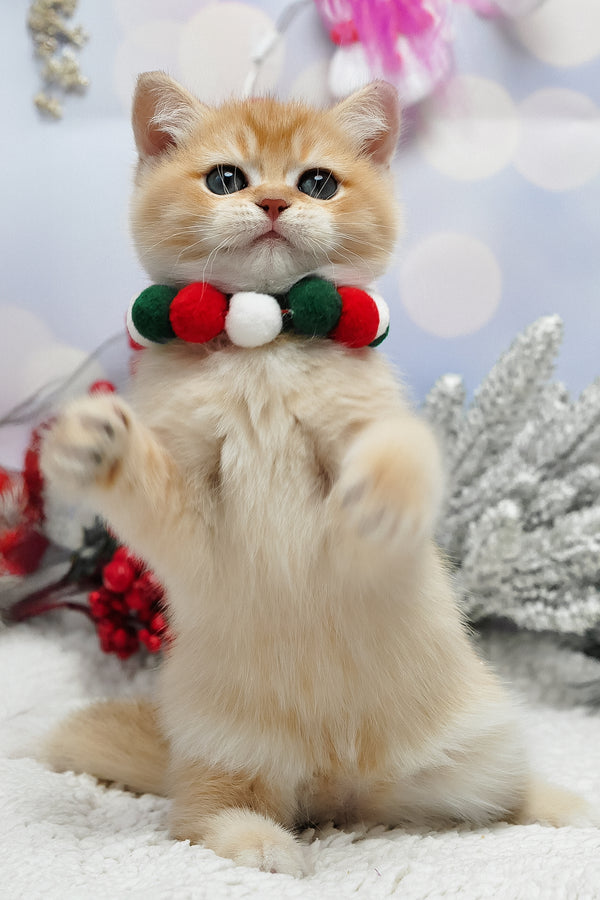 Ivanka | British Shorthair Kitten