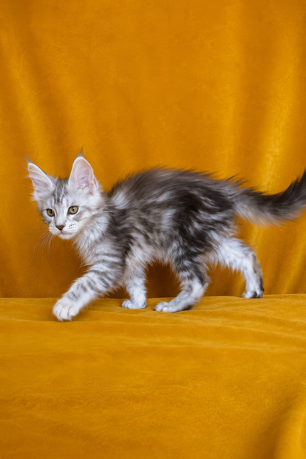 Iverson | Maine Coon Kitten