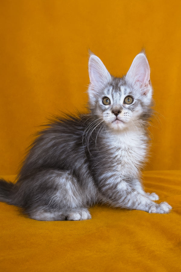 Iverson | Maine Coon Kitten