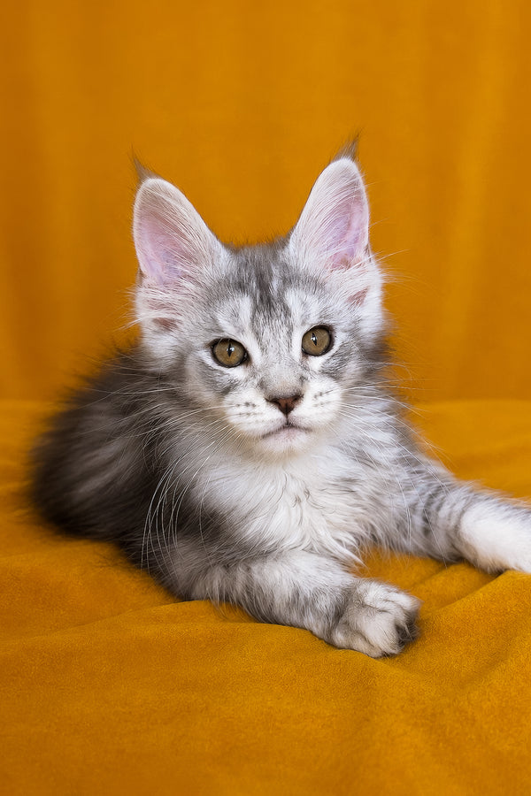 Iverson | Maine Coon Kitten