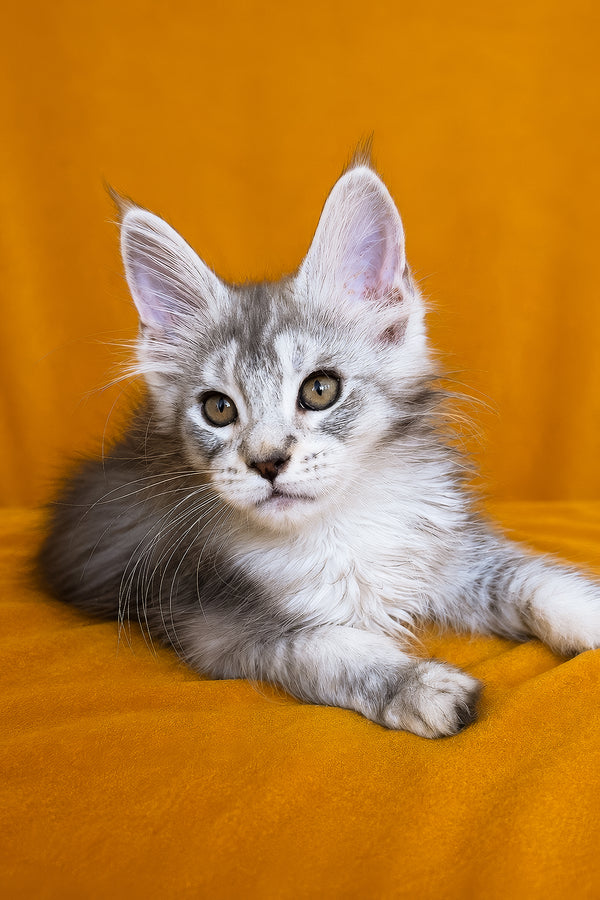 Iverson | Maine Coon Kitten