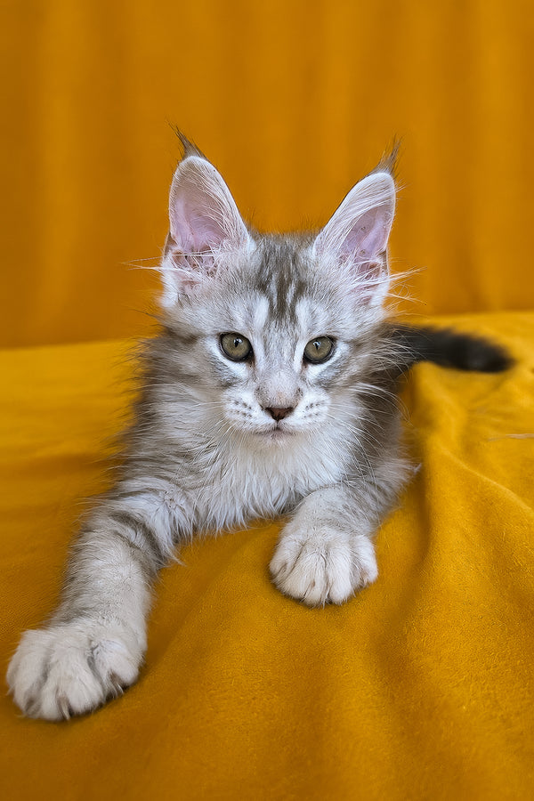 Iverson | Maine Coon Kitten
