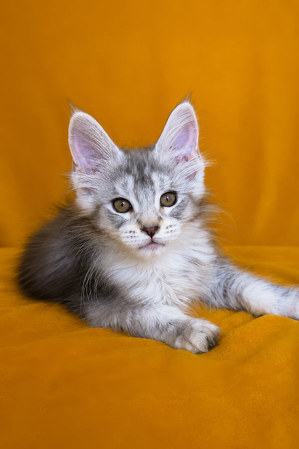 Iverson | Maine Coon Kitten