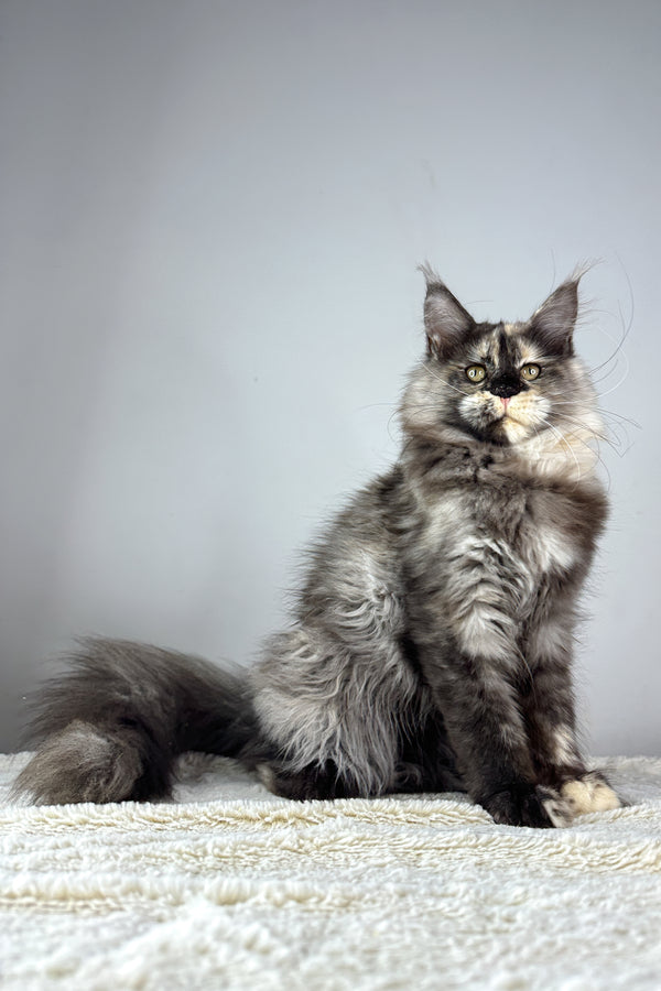 Ivi | Maine Coon Kitten