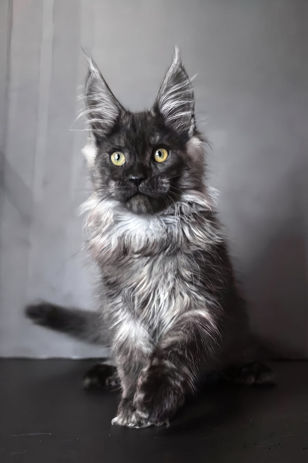 Ivo | Maine Coon Kitten