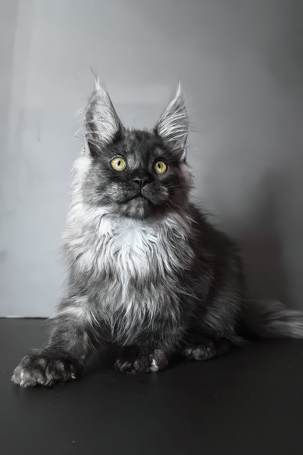 Ivo | Maine Coon Kitten