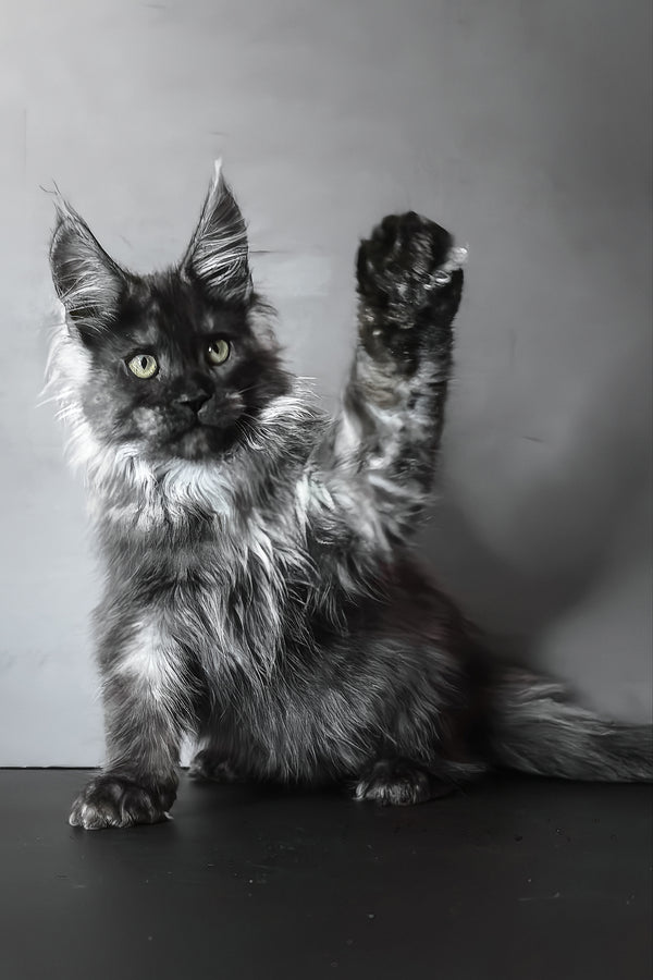 Ivo | Maine Coon Kitten