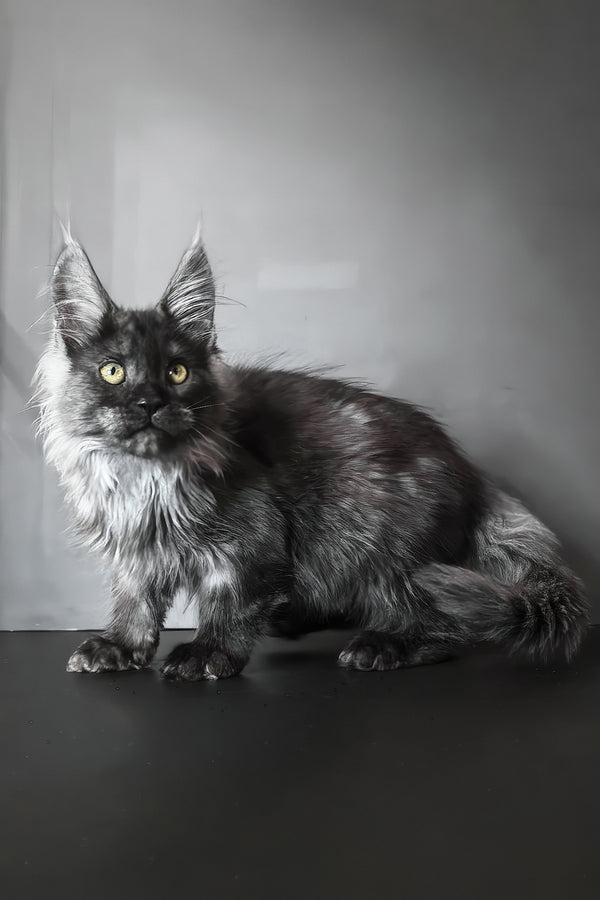 Ivo | Maine Coon Kitten