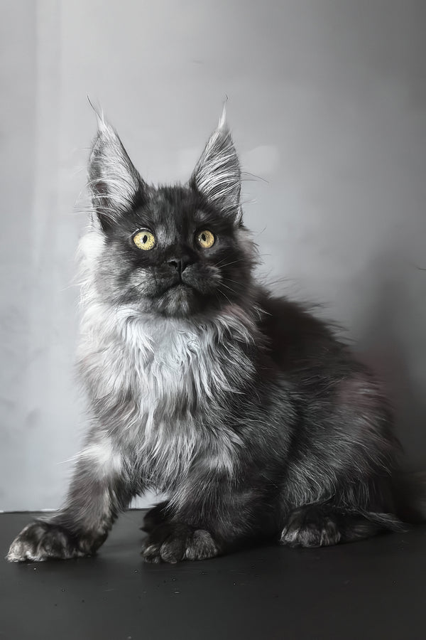 Ivo | Maine Coon Kitten