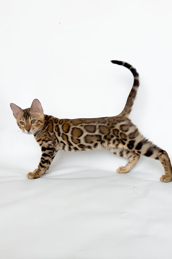 Ivory | Bengal Kitten