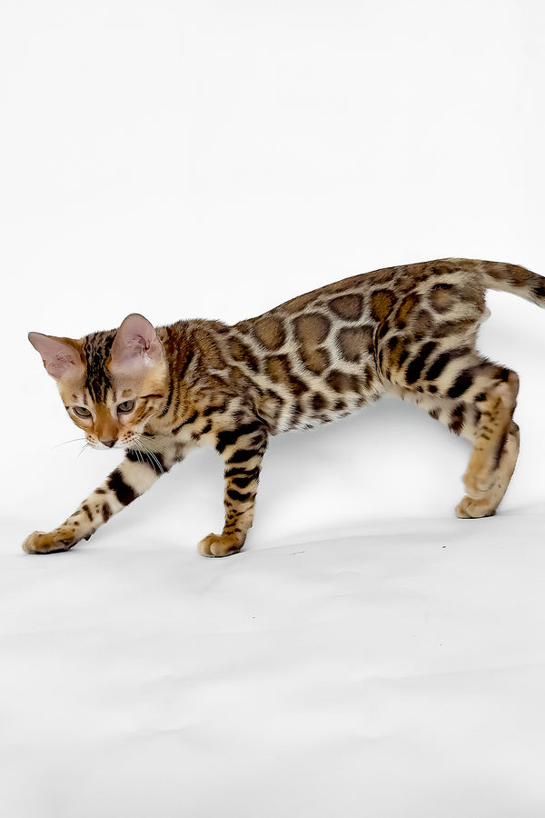 Ivory | Bengal Kitten