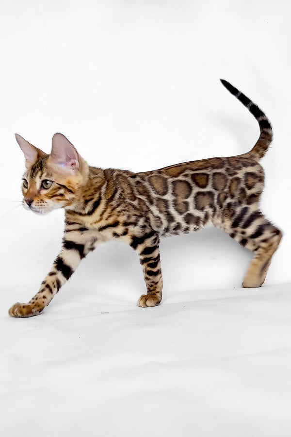 Ivory | Bengal Kitten