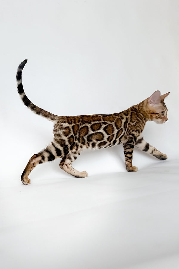 Ivory | Bengal Kitten