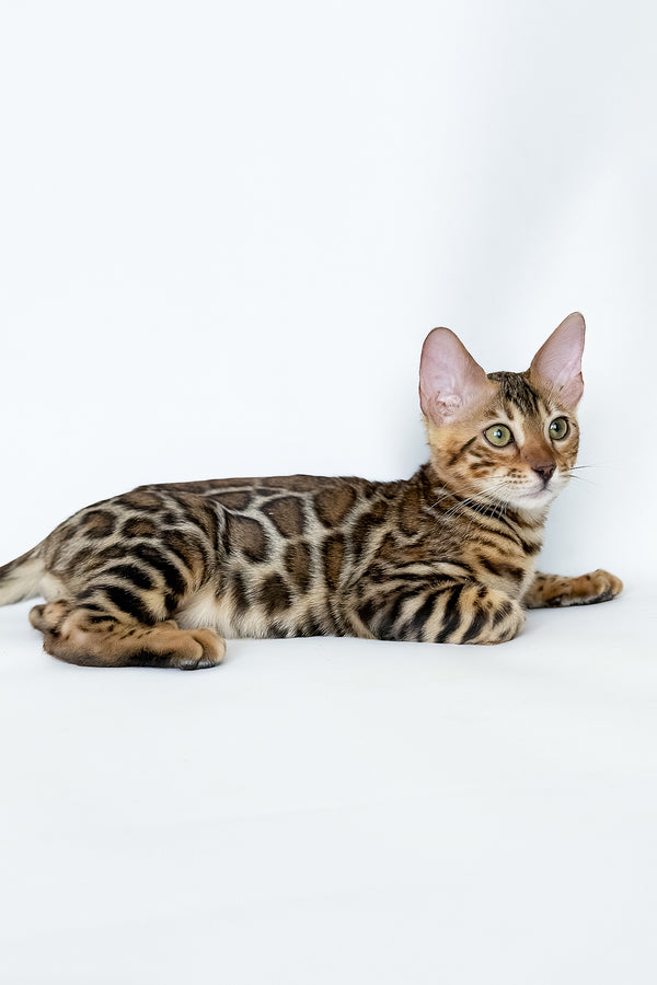 Ivory | Bengal Kitten