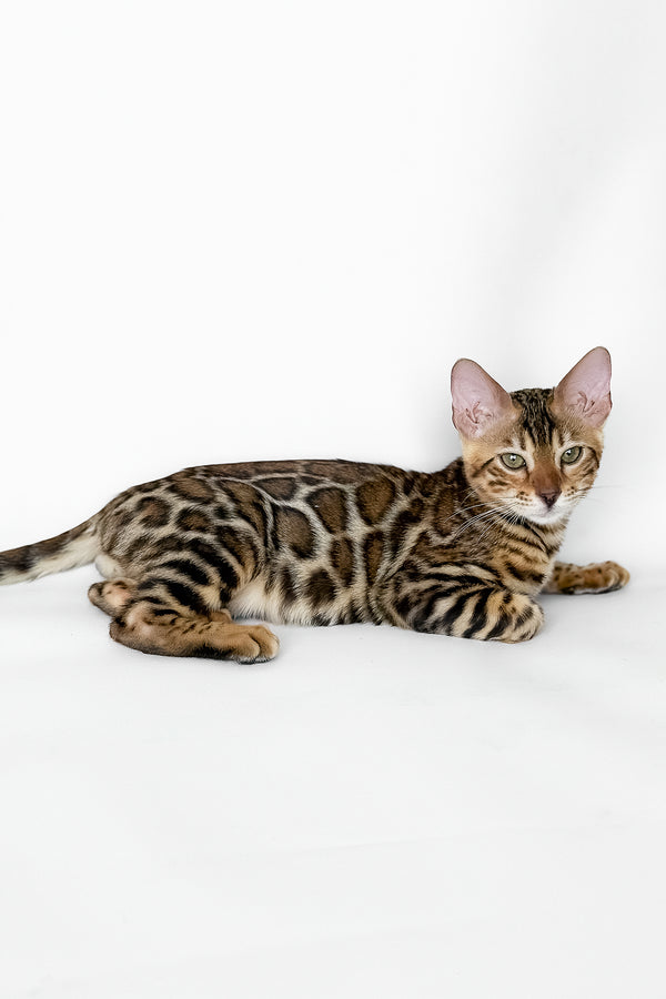Ivory | Bengal Kitten