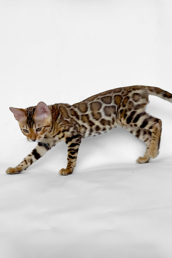 Ivory | Bengal Kitten