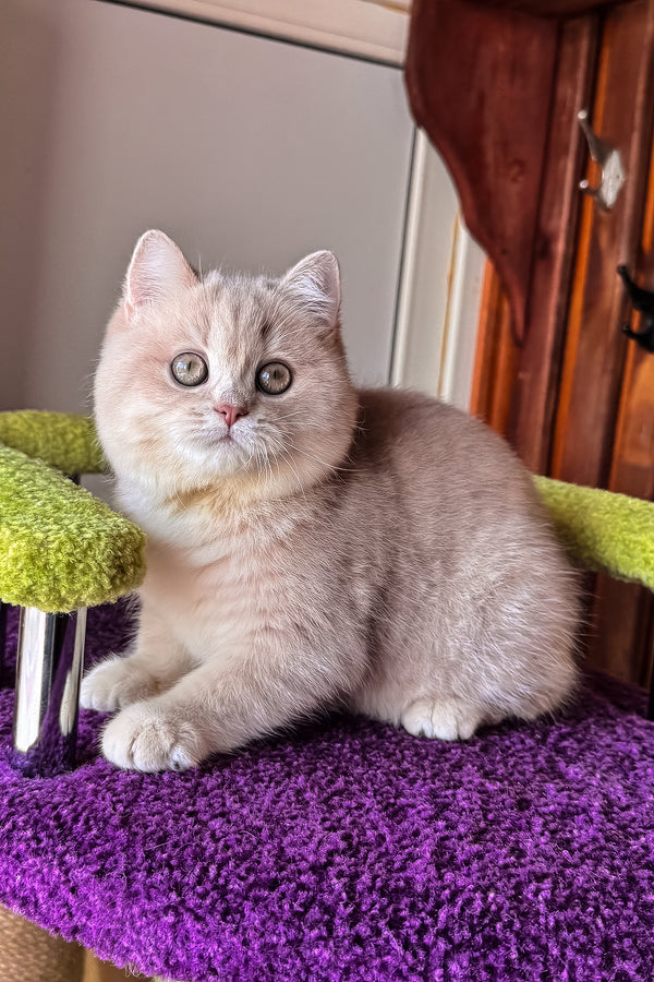 Ivy | British Shorthair Kitten